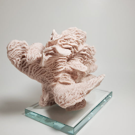 Blush pink coral accent decor - Tamayne's Decor & Events